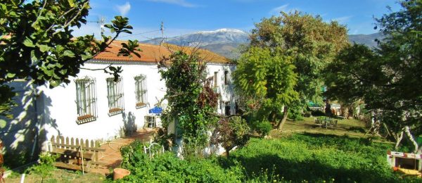AX965 – Cortijo Los Bravo, country cortijo with unique kennels and training business opportunity – Benamocarra AX965 – Cortijo Los Bravo, country cortijo with unique kennels and training business opportunity – Benamocarra