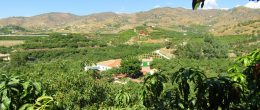 AX1019 – Cortijo ‘MJ’, country house with avocado farm, Velez-Malaga AX1019 – Cortijo ‘MJ’, country house with avocado farm, Velez-Malaga