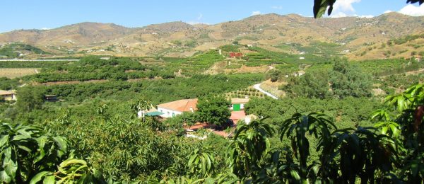 AX1019 – Cortijo ‘MJ’, country house with avocado farm, Velez-Malaga AX1019 – Cortijo ‘MJ’, country house with avocado farm, Velez-Malaga