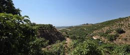 AX1397 – Finca Paco, avocado and mango farm with unfinished house, Trapiche, Velez-Malaga AX1397 – Finca Paco, avocado and mango farm with unfinished house, Trapiche, Velez-Malaga