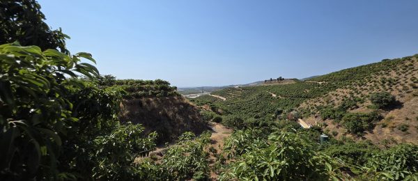 AX1397 – Finca Paco, avocado and mango farm with unfinished house, Trapiche, Velez-Malaga AX1397 – Finca Paco, avocado and mango farm with unfinished house, Trapiche, Velez-Malaga