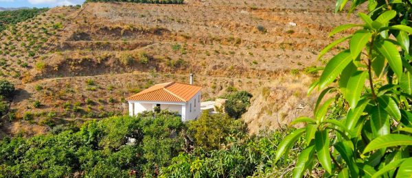 AX1397 – Finca Paco, avocado and mango farm with unfinished house, Trapiche, Velez-Malaga AX1397 – Finca Paco, avocado and mango farm with unfinished house, Trapiche, Velez-Malaga