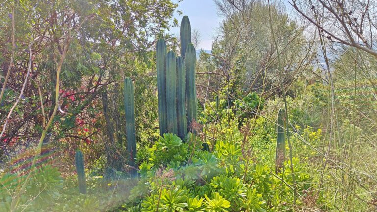 Casa Primavera – country house to restore near Triana — photo 5