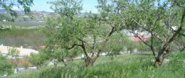 G193 – Plot of land for building in beautiful Fornes, Granada province