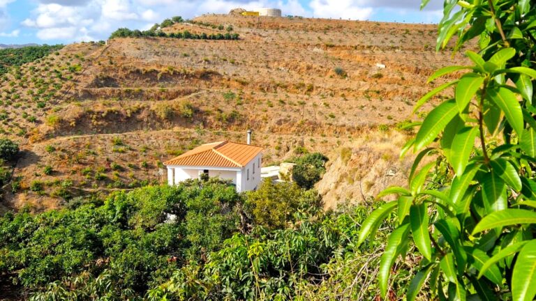 Finca Paco, avocado and mango farm near Trapiche, Vélez-Málaga